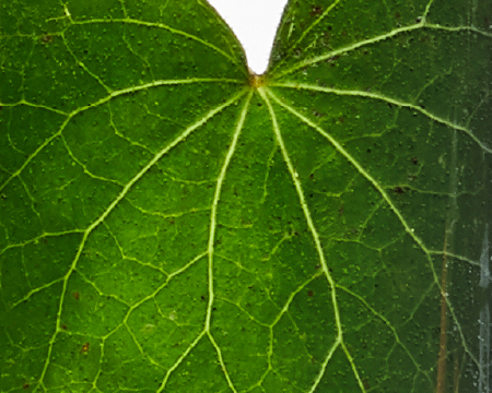 TRATTAMENTO INVISISCAR™ RESURFACING