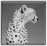 Chantecaille Luminescent Eye Shades Cheetah