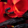 Maison Crivelli Hibiscus Mahajad Extrait 50 ml