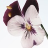 DRIES VAN NOTEN Velvet Violet 100 ml