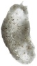 LESSE REFINING CLEANSER