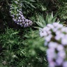 NONFICTION SIMPLE GARDEN 100ml