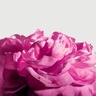 MATIERE PREMIERE Radical Rose Extrait 100ml