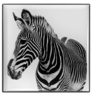 Chantecaille Luminescent Eye Shades Zebra
