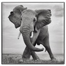 Chantecaille Luminescent Eye Shades Elephant