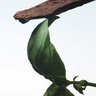 DRIES VAN NOTEN Crazy Basil 100ml