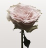 NONFICTION ROSE PALE Shampoo
