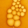 Olistic Olistic Women