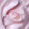 MANTLE The High Five Rose