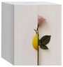 NEW NOTES Rosa Limone
