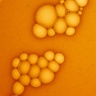 Olistic Olistic Men